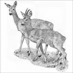 Western Roe Deer