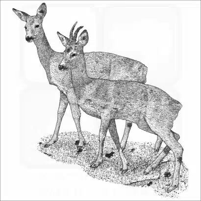 Western Roe Deer