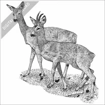 Western Roe Deer