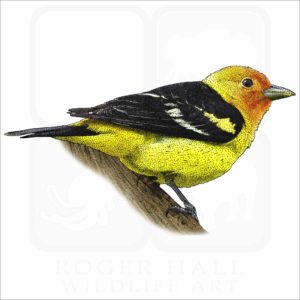 Western Tanager illustration