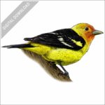 Western Tanager stock image