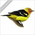Western Tanager stock image