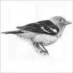 Western Tanager