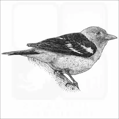 Western Tanager
