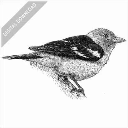 Western Tanager