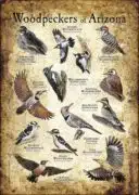 Woodpeckers of Arizona poster