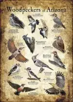 Woodpeckers of Arizona poster
