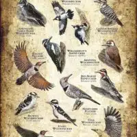 Woodpeckers of Arizona poster