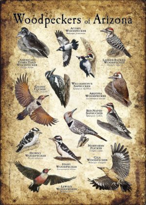 Woodpeckers of Arizona poster