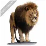 African Lion stock image