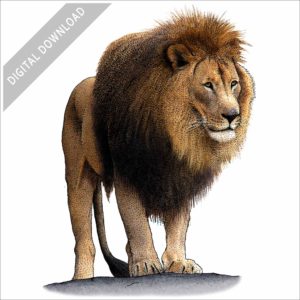 African Lion stock image