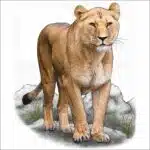African Lioness illustration