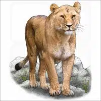 African Lioness illustration