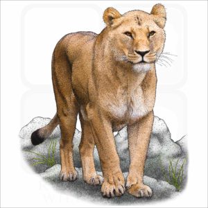 African Lioness illustration