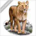 African Lioness stock image