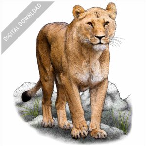 African Lioness stock image