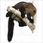 American Fisher illustration