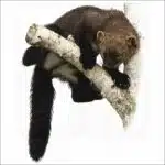 American Fisher illustration