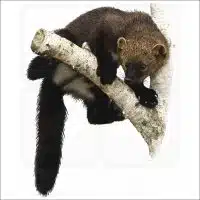 American Fisher illustration