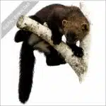 American Fisher stock image