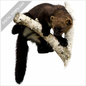 American Fisher stock image