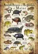 Amphibians & Reptiles of Maine Infographic