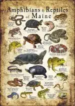 Amphibians & Reptiles of Maine Infographic