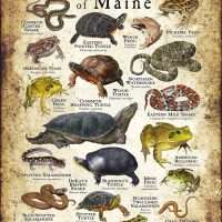 Amphibians & Reptiles of Maine Infographic