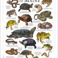 Amphibians & Reptiles of Maine poster