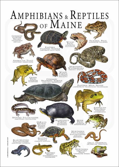 Amphibians & Reptiles of Maine poster