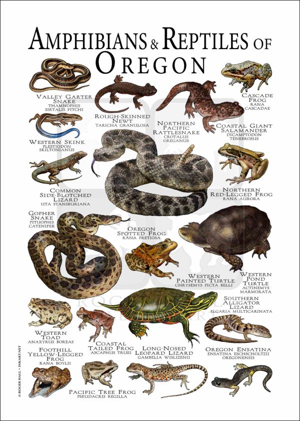 Amphibians & Reptiles of Oregon POSTER PRINT