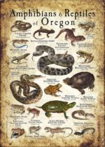 Amphibians & Reptiles of Oregon Poster Print