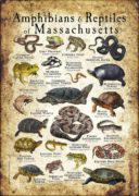 Amphibians & Reptiles of Massachusetts poster
