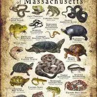 Amphibians & Reptiles of Massachusetts poster