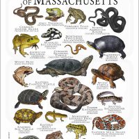 Amphibians & Reptles of Massachusetts poster