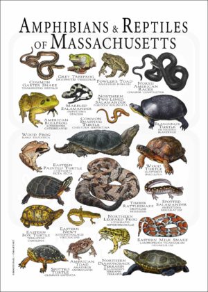 Amphibians & Reptles of Massachusetts poster