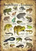 Amphibians of Louisiana poster print