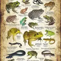 Amphibians of Louisiana poster print