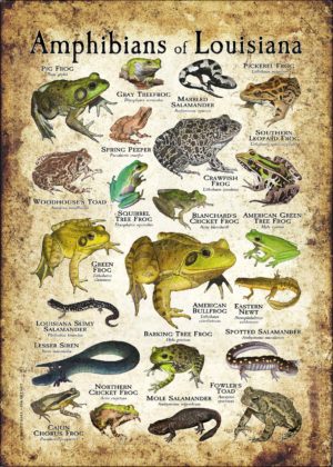 Amphibians of Louisiana poster print