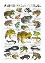 Amphibians of Louisiana poster
