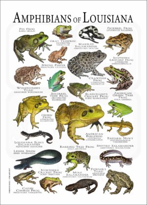 Amphibians of Louisiana poster