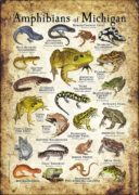 Amphibians of Michigan poster