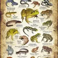 Amphibians of Michigan poster