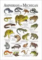 Amphibians of Michigan poster