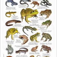 Amphibians of Michigan poster