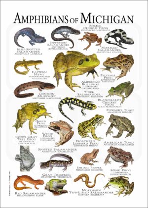 Amphibians of Michigan poster
