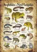 Amphibians of New Hampshire poster print