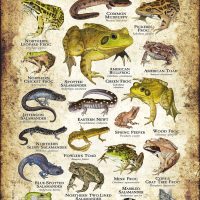 Amphibians of New Hampshire poster print