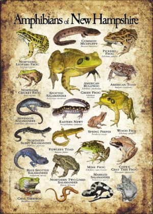 Amphibians of New Hampshire poster print