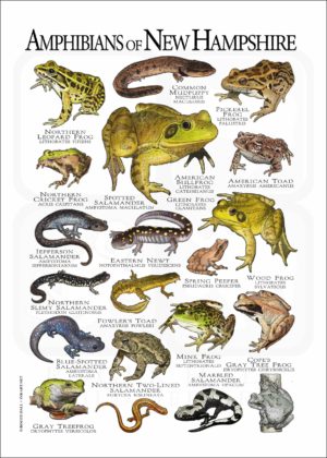 Amphibians of New Hampshire poster print